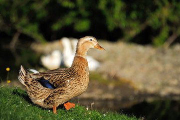 Duck bird in nature