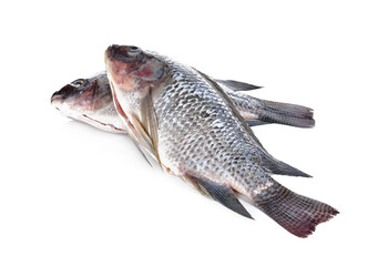 Gutted and scaled Nile Tilapia fish on white background