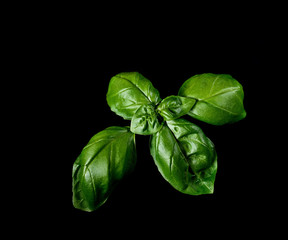 Fresh green basil leaves isolated on black background. Culinary aromatic cooking.