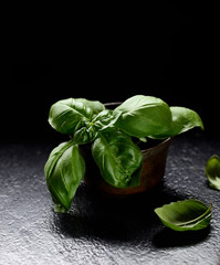 Fresh green basil leaves isolated on black background. Culinary aromatic cooking.