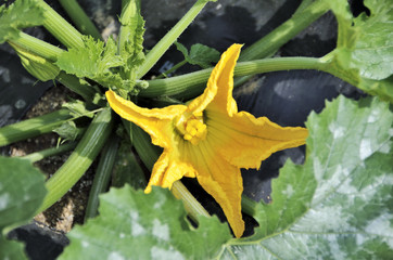 ズッキーニの雌花
