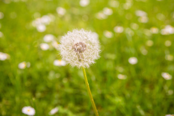 Pusteblume auf Wiese