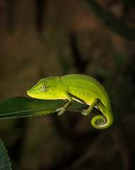 Colorful chameleon of Madagascar