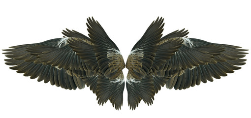Obraz na płótnie Canvas Wings isolated on white