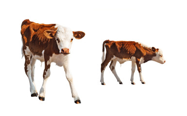 Front and side view of young calf isolated on white background. Baby cow
