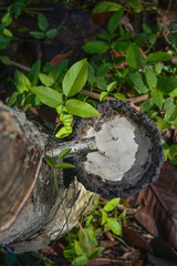 The latex sap from rubber, milk of rubber tree