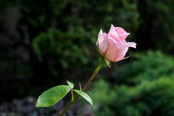 Pink rose isolated in summer garden