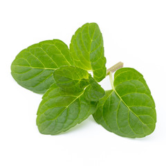 Mint leaves isolated on white background.