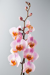 Pink orchid on the grey background.