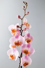Fototapeten Pink orchid on the grey background. © gitusik