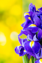 Purple iris flower on the yellow background.
