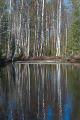 Spring flooding ,Reflection of trees in water