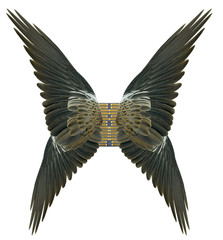 Bird wings isolated on white background