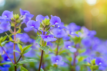 Fototapeta na wymiar Blue flower in garden, beautiful of blue flower with selective f