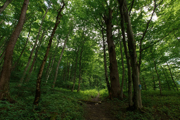 Fototapeta na wymiar green forest in summer