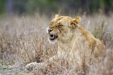 African lion in Kruger National park, South Africa