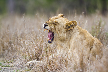 African lion in Kruger National park, South Africa
