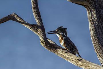 African Giant kingfisher in Kruger National park, South Africa