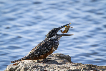 African Giant kingfisher in Kruger National park, South Africa