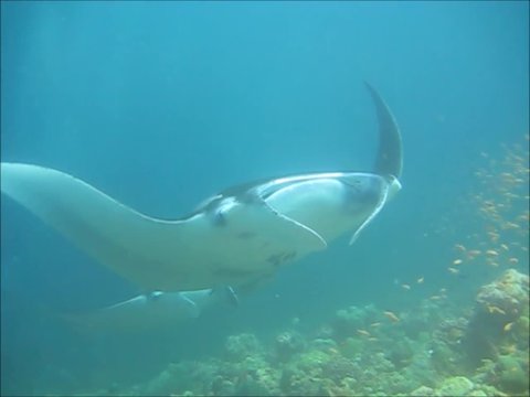 Teufelsrochen
