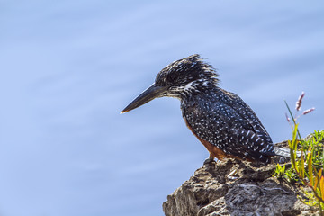 African Giant kingfisher in Kruger National park, South Africa