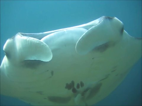 Mantarochen