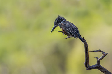 African Giant kingfisher in Kruger National park, South Africa