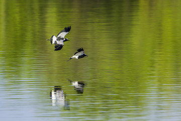 Blacksmith Lapwing in Kruger National park, South Africa