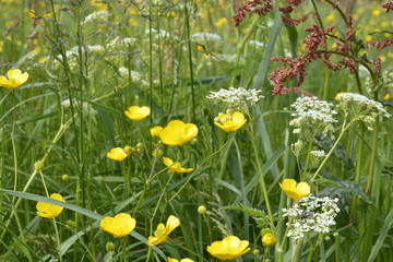 Green grass field with yellow buttercup fieldflowers
