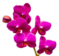 Fototapeta na wymiar Orchids. Orchid flowers.