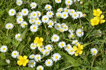Fototapeta premium Close up of white daisies and yellow buttercups in grass with field flowers 