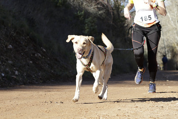 Dog and its owner taking part in a popular canicross race