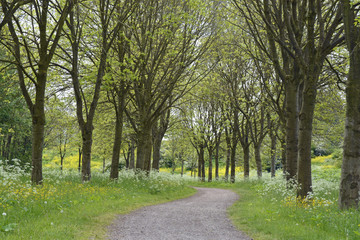 Fototapeta na wymiar walkway footpath in the parc with trees and fieldflowers as buttercups, dasies,whistling herb,and fern in the spring 