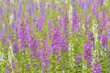 Pink or Violet flowers in meadow