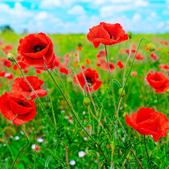red poppies on green field