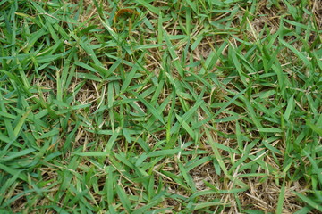 Grass Wallpaper.