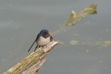 Rauchschwalbe am Seeufer