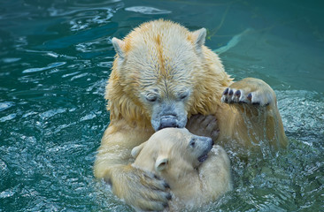 Fototapeta premium Bathing polar bears