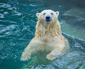 Obraz premium Polar bear swimming in water