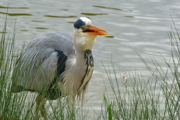 Geschickter Fischer