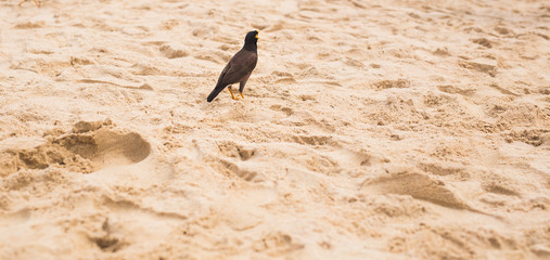 Hill Myna outdoors
