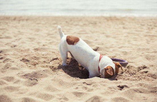Jack Russell dog digging sand on beach in summer. Playful pet on seaside