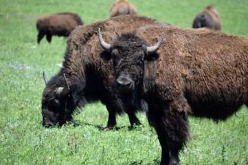 Fototapeta premium Bison