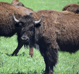 Bison