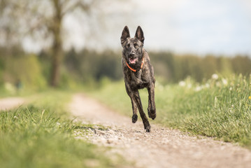 Hund rennt - rennender holländischer Schäferhund