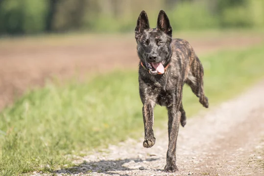 Hund rennt - rennender Herder Stock Photo | Adobe Stock