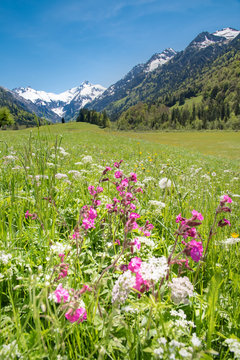 Oberallg&auml;u - lila Fr&uuml;hlingsblumen vor schneebedckten Bergen