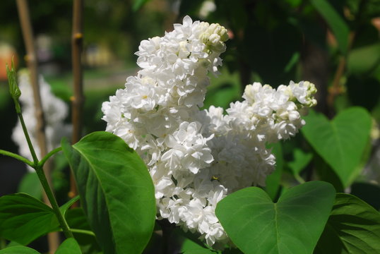 Bez, lilak pospolity, syringa vulgaris