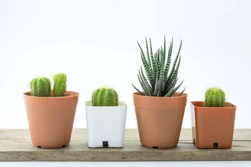 Foto op Plexiglas Cactus in pot Jonge Cactus en Haworthia Fasciata, succulente installatie op witte b