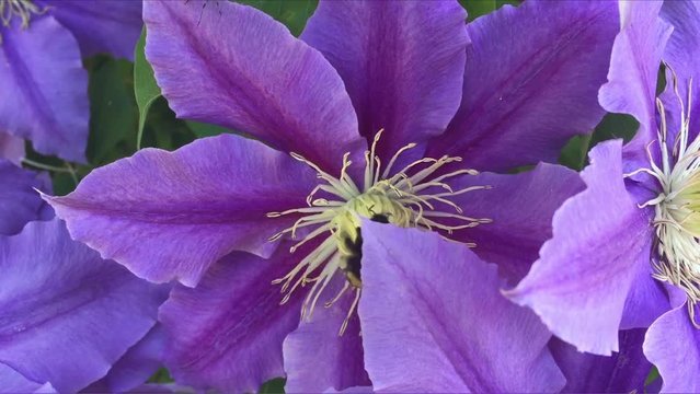 Purple clematis flower detail